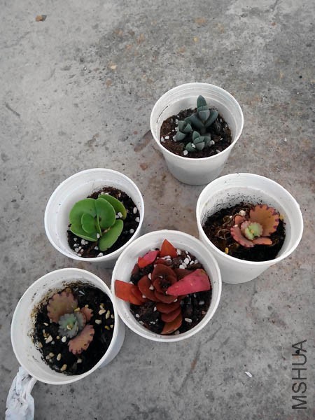 �ͼ���Ʒ��~