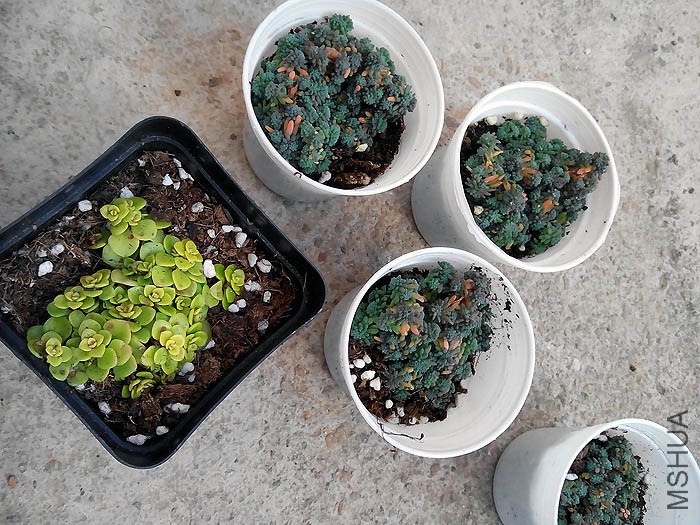 �ƽ�С���ӣ���ѩ�����