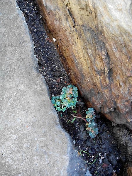 ��ѩ������������裬ֻ��Ϊ�˷�ֳ����Щ~