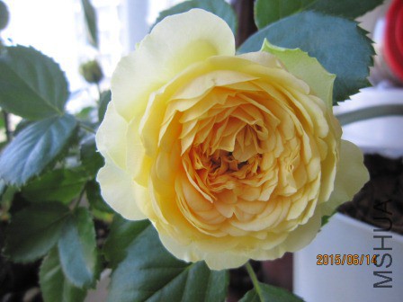 IMG_0003.JPG