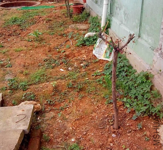 ĳ��λ����죬��ȥ��������״̬����ô�õĺ컨С��ľ~��ô�ֵ��ܳɻ�ͺ���~