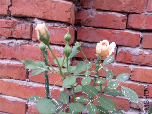 IMG_20150614_183627.jpg