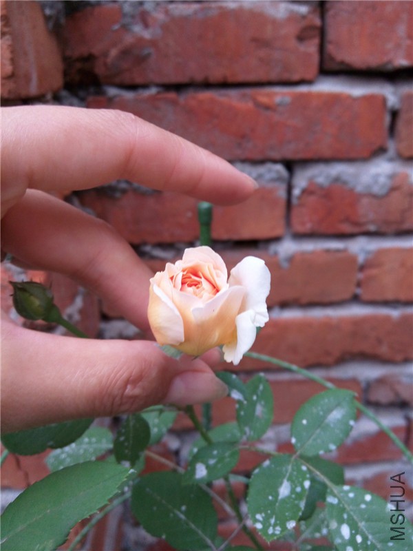 IMG_20150614_183652.jpg