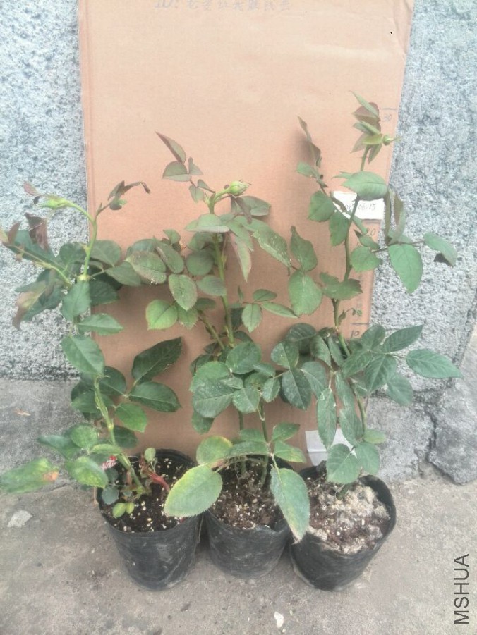 ���ġ��������塢��������