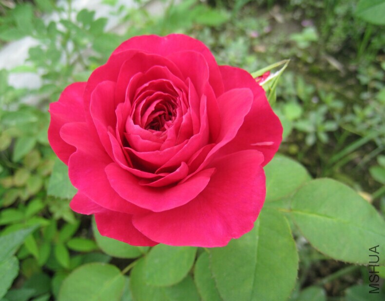 QQͼƬ20150615135223.jpg