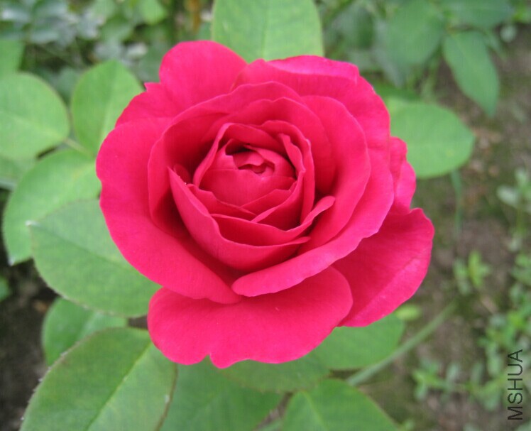 QQͼƬ20150615135232.jpg