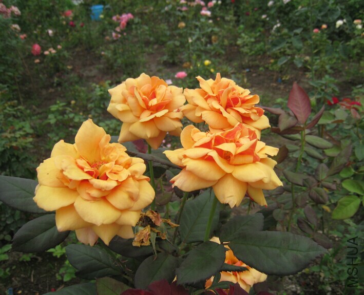 QQͼƬ20150615135247.jpg