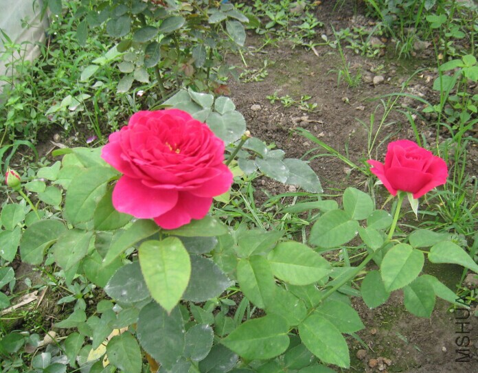 QQͼƬ20150615135356.jpg