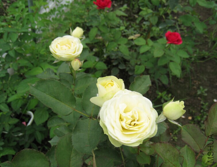 QQͼƬ20150615135344.jpg
