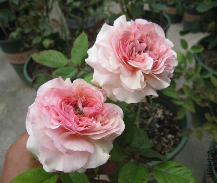 QQͼƬ20150615135422.jpg