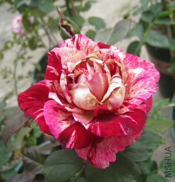 QQͼƬ20150615135410.jpg