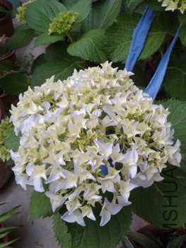 20150524_181622.jpg