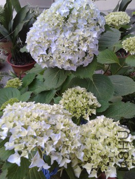 20150524_181748.jpg