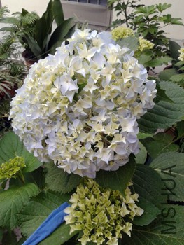 20150524_181643.jpg