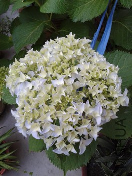 20150524_181902.jpg