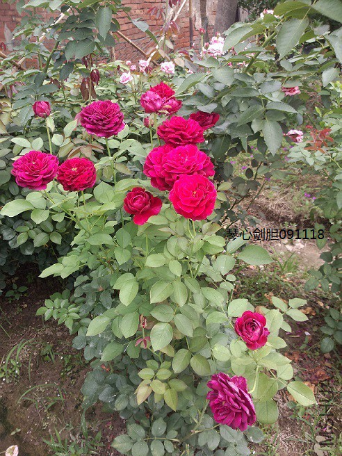 ����ȫ��