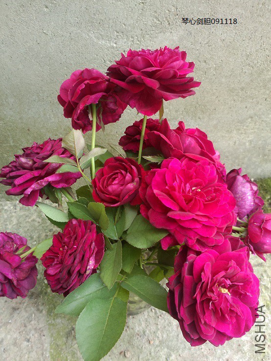 ƿ�壬֦���е�����