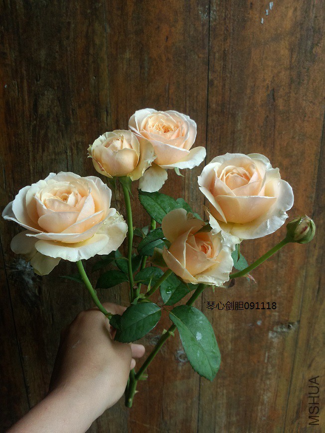 һ֦��ͷ�ġ���"�����죩