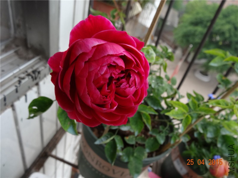 DSC08132_����.jpg