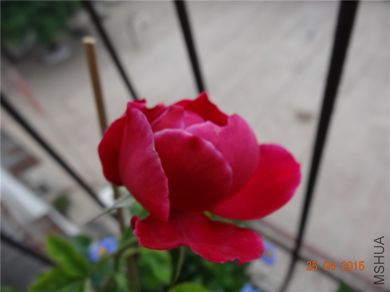 DSC08137_����.jpg