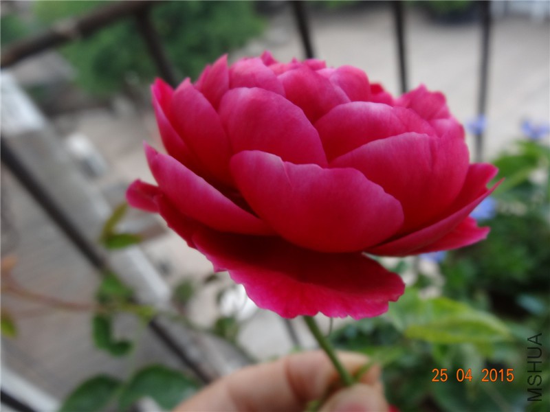 DSC08134_����.jpg