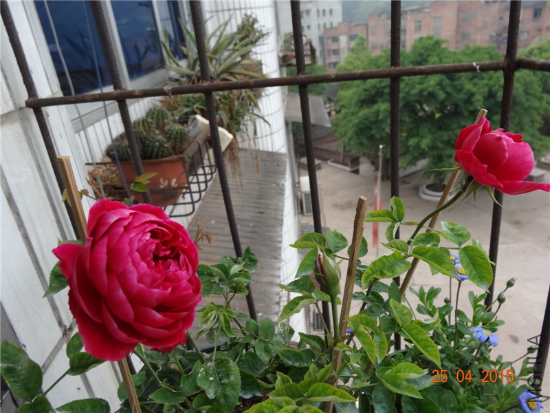 DSC08139_����.jpg