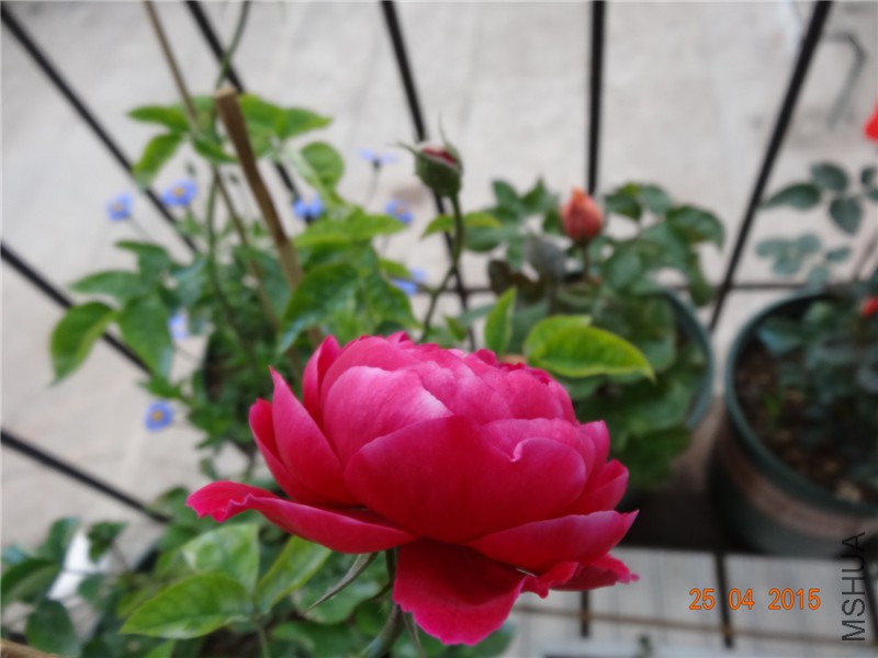 DSC08140_����.jpg