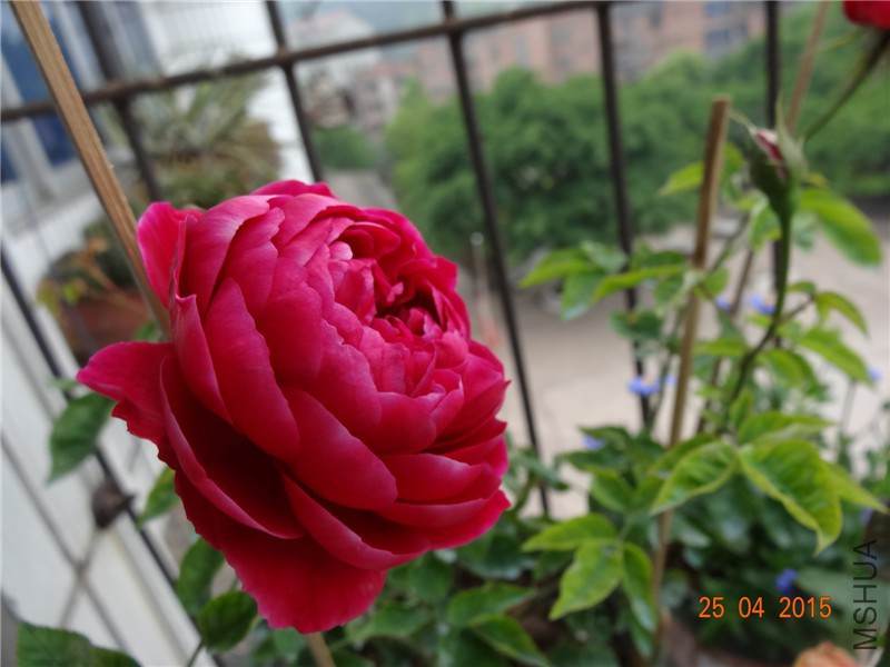 DSC08145_����.jpg