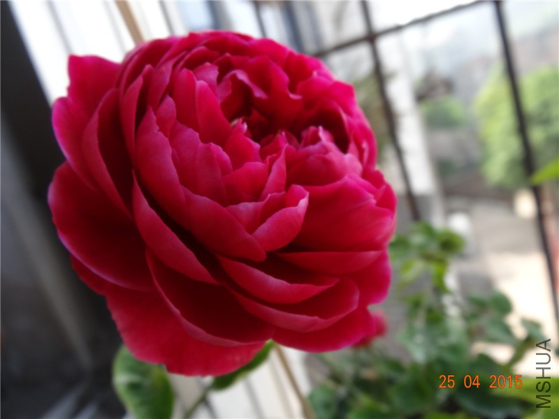 DSC08219_����.jpg