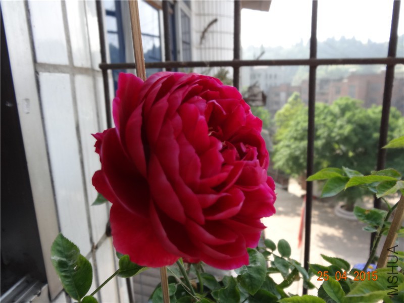 DSC08226_����.jpg