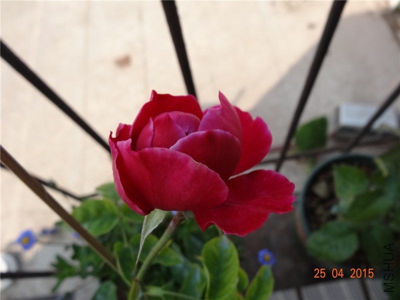 DSC08221_����.jpg