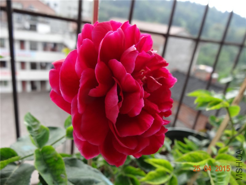 DSC08243_����.jpg