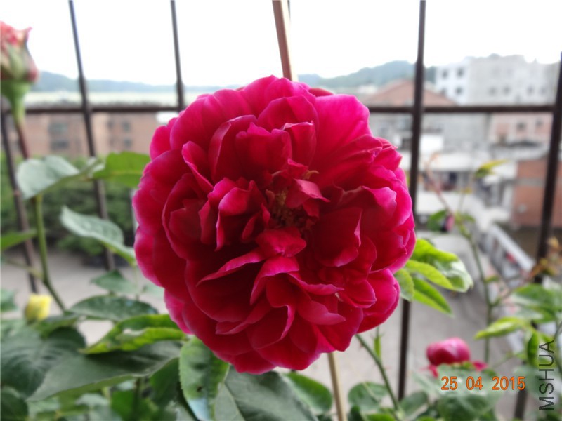 DSC08242_����.jpg