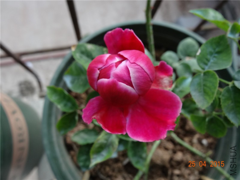 DSC08249_����.jpg