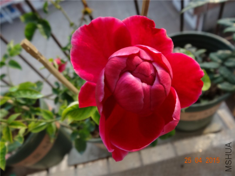 DSC08280_����.jpg