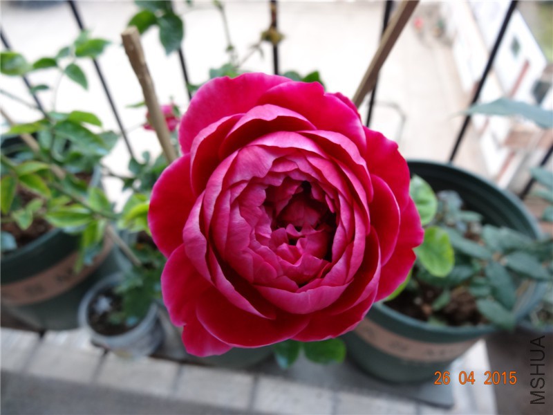 DSC08345_����.jpg