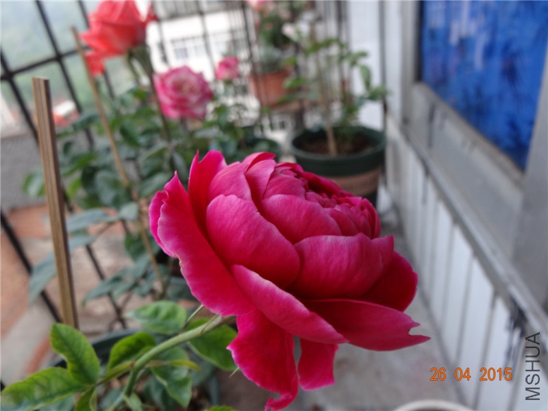 DSC08348_����.jpg