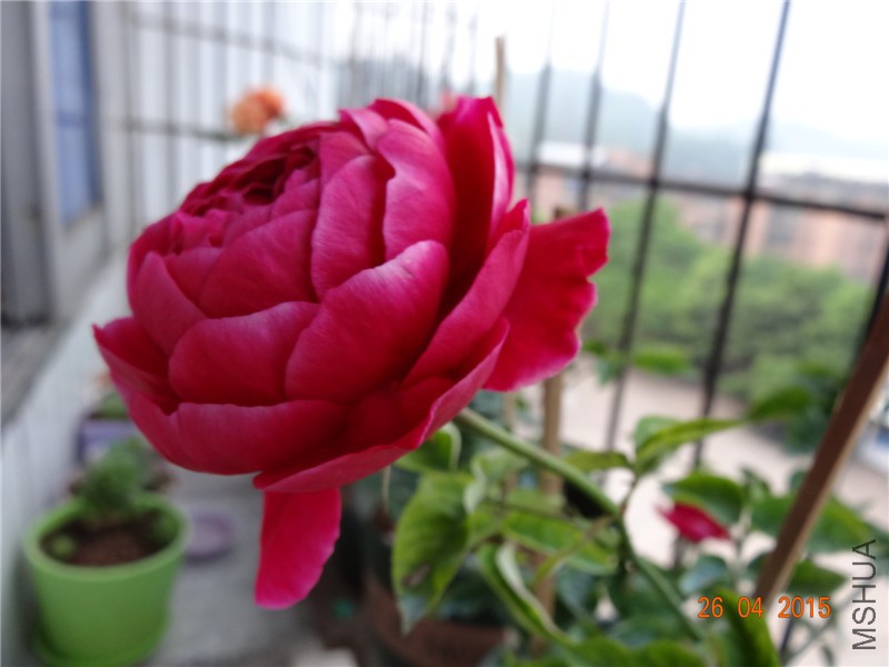 DSC08353_����.jpg