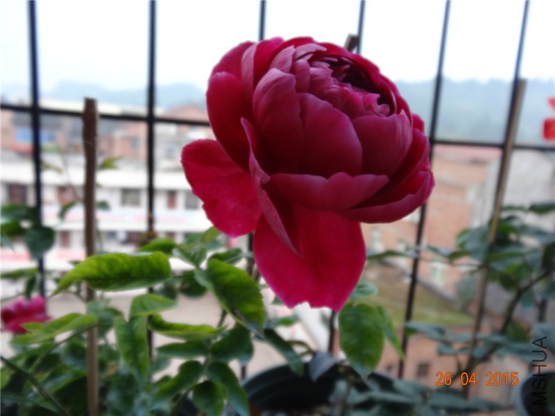 DSC08352_����.jpg