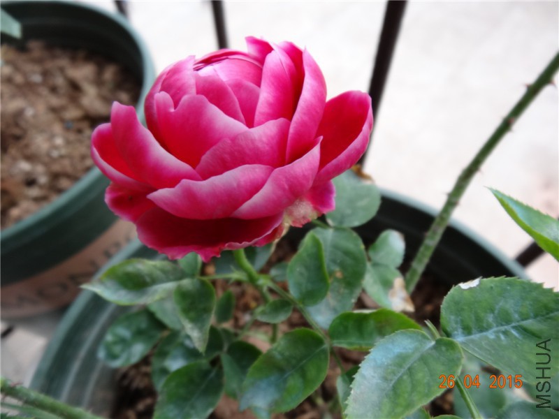 DSC08400_����.jpg