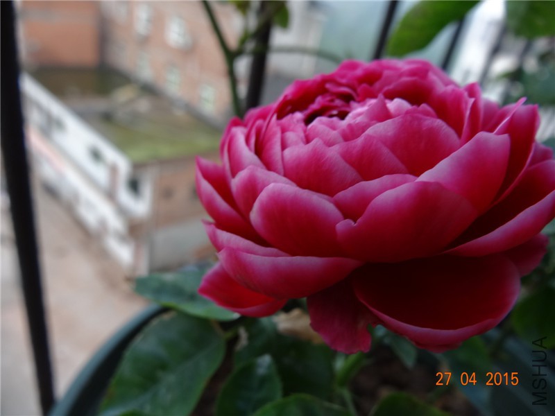 DSC08507_����.jpg