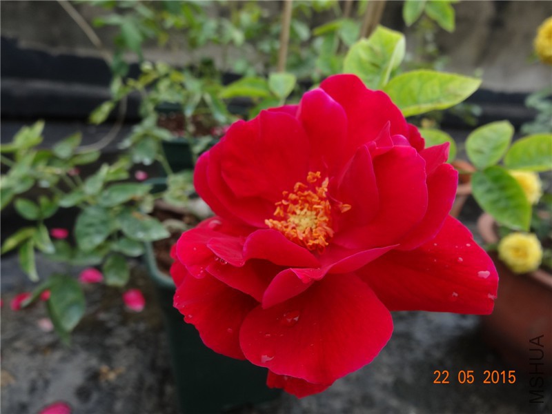 DSC09550_����.jpg
