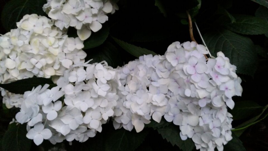 QQͼƬ20150616101838.jpg