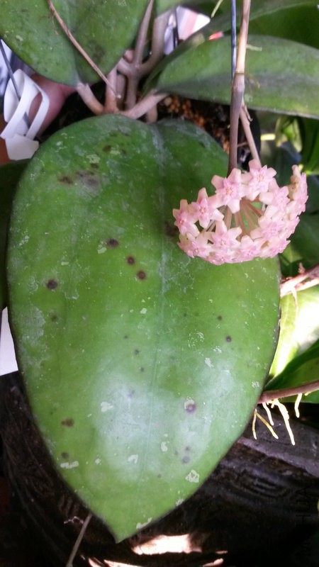 20150616_063001.jpg