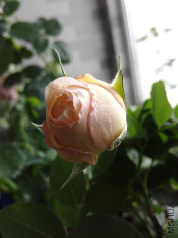 IMG_20150610_062313.jpg
