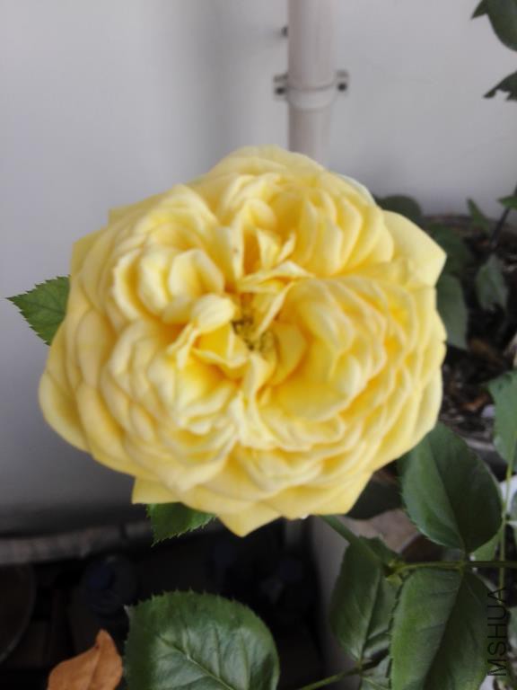 IMG_20150614_183610.jpg