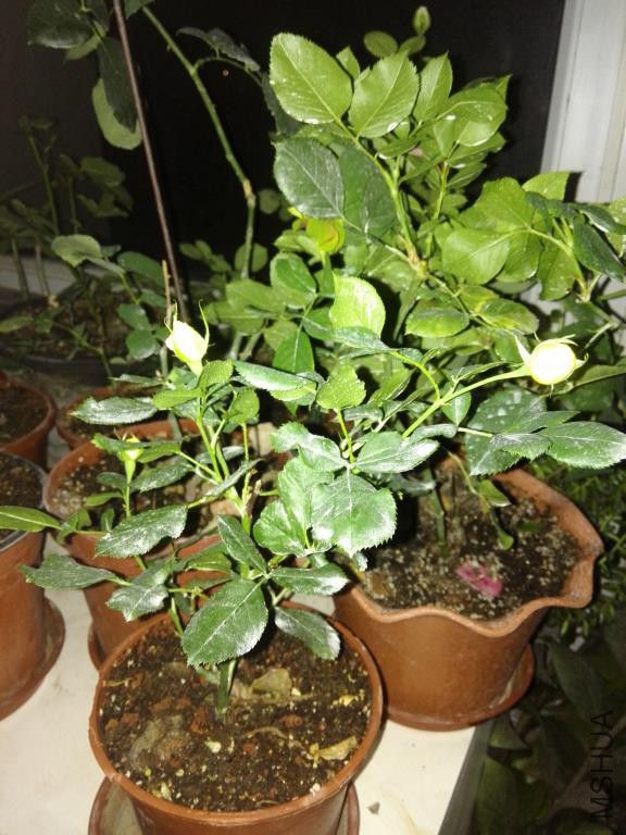 IMG_20150616_204245.jpg
