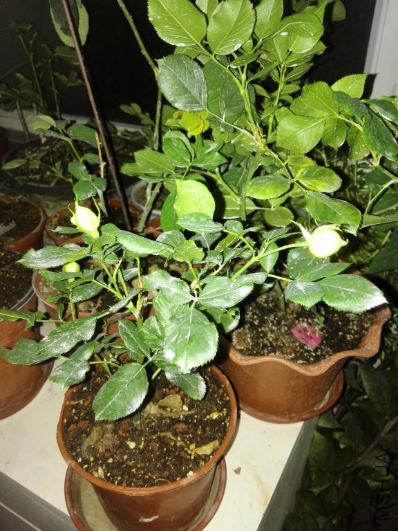 IMG_20150616_204252.jpg