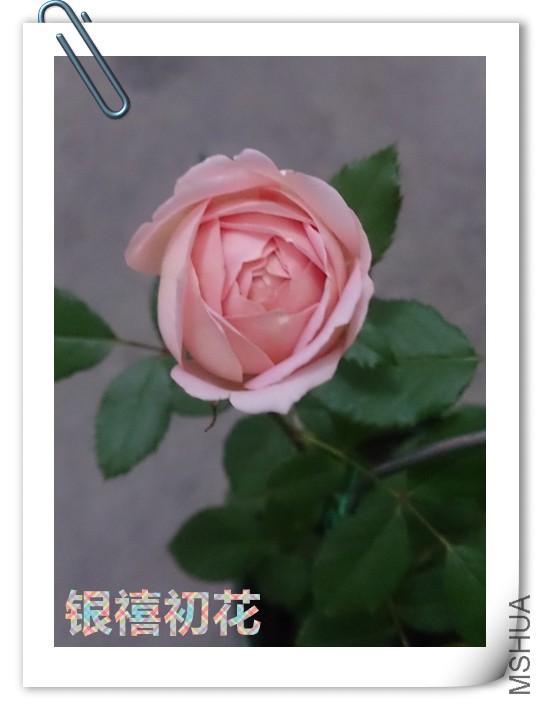 �ҵ�С����