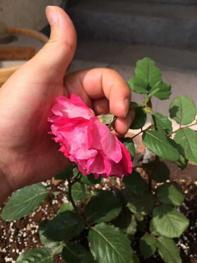 QQͼƬ20150617105741.jpg